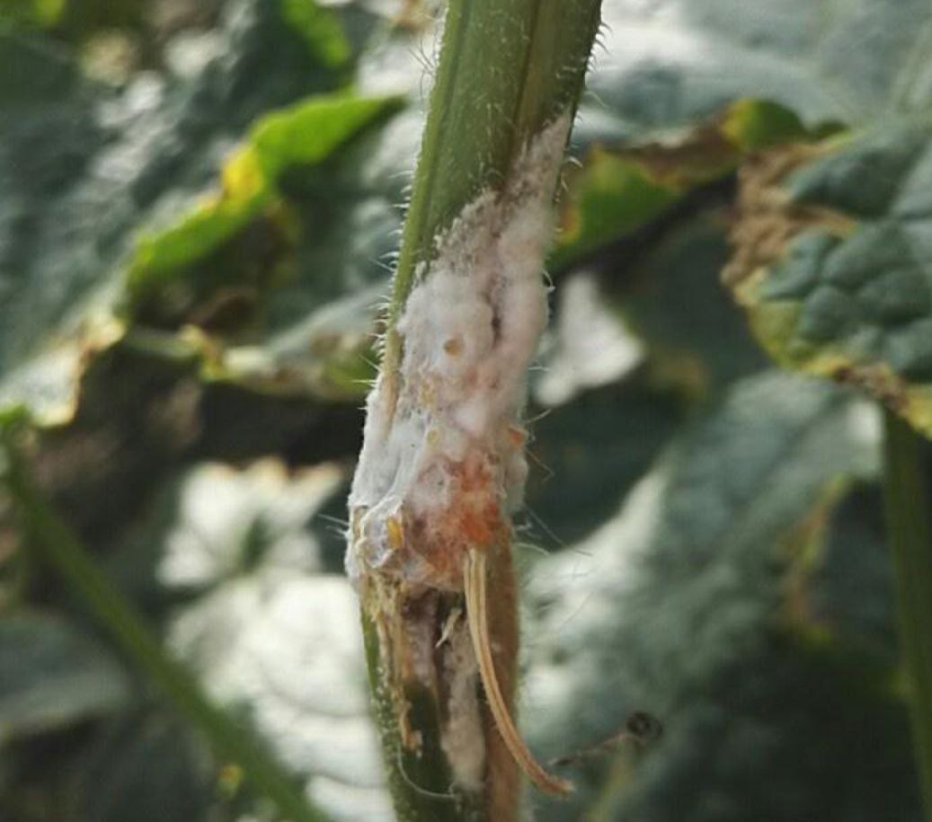 Склеротиниоз огурцов фото