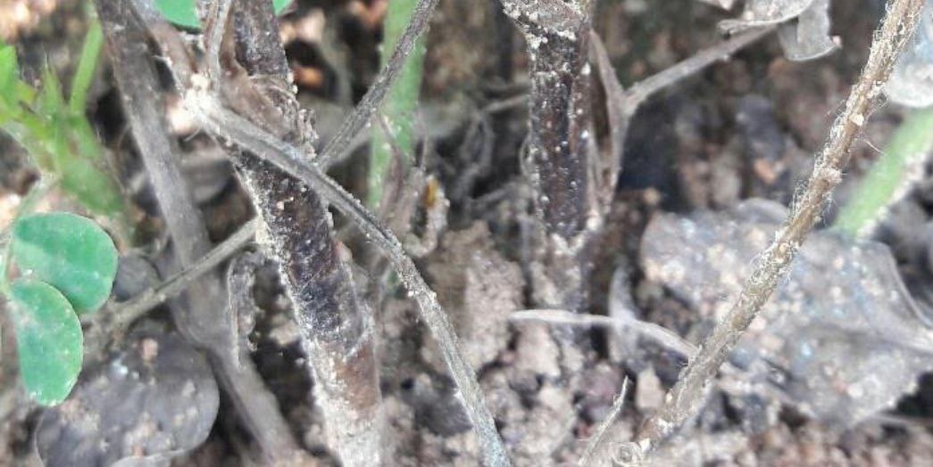 Черная стеблевая гниль огурцов фото