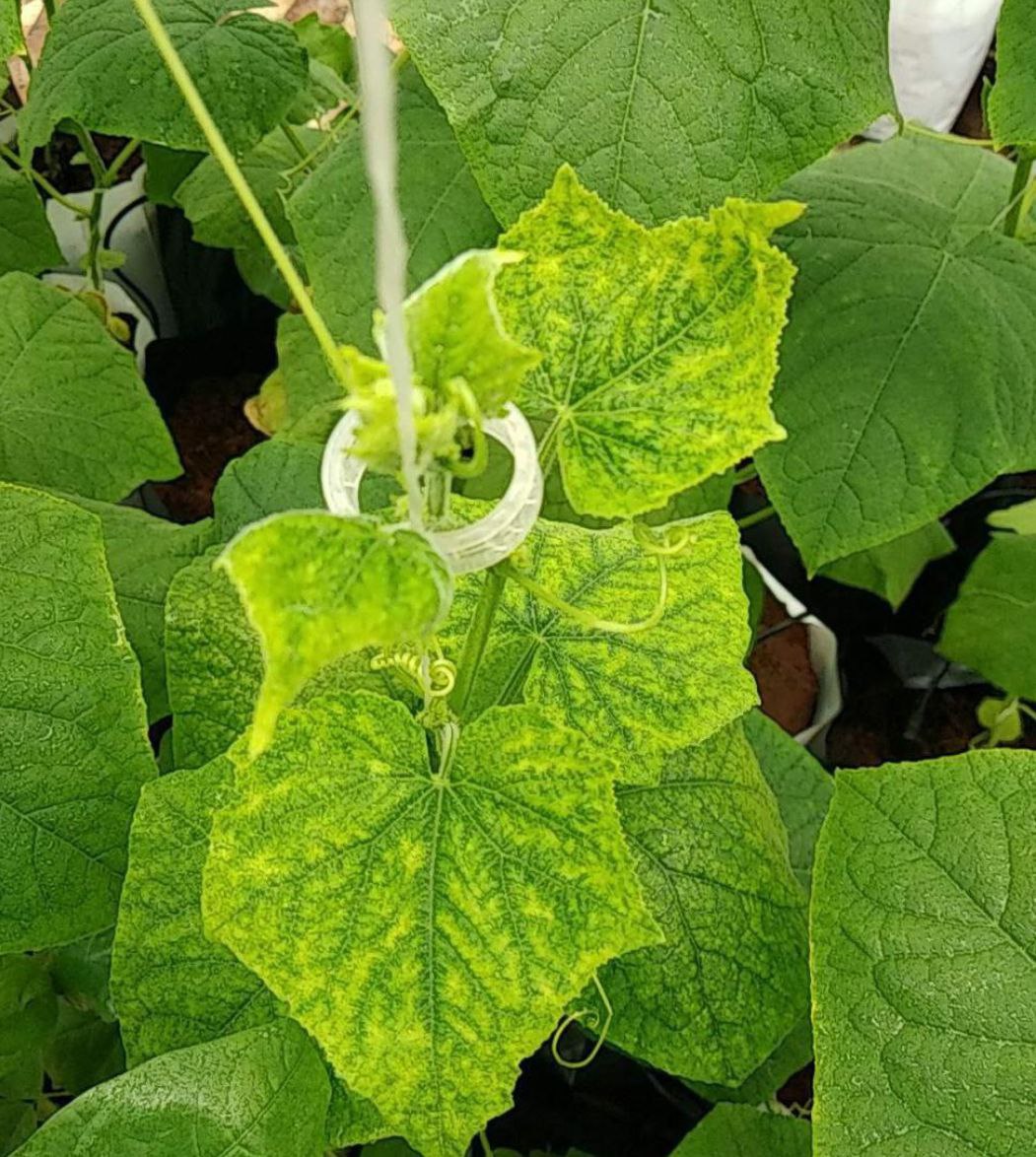 Зеленая мозаика огурцов фото