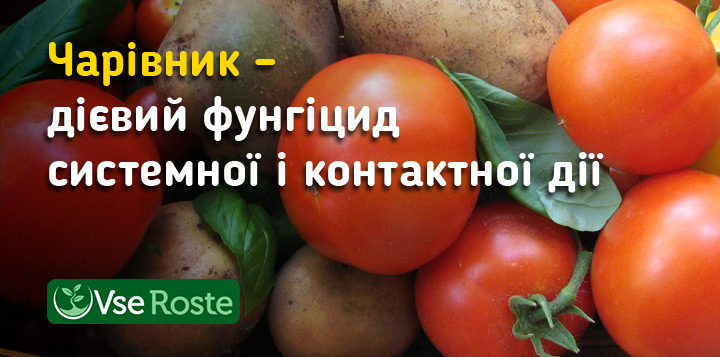 Чарівник – дієвий фунгіцид системної і контактної дії