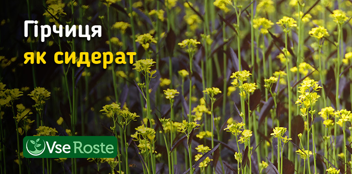 Гірчиця як сидерат