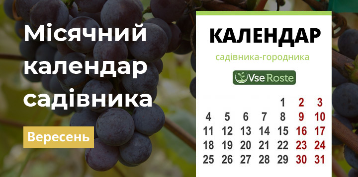 Місячний посівний календар садівника-городника на вересень 2024 року