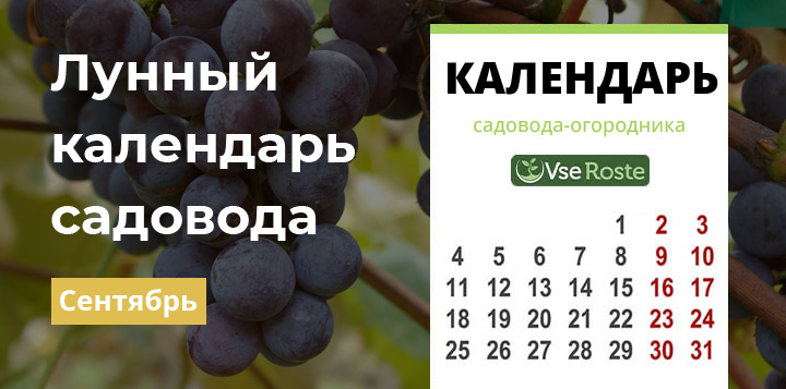 Лунный посевной календарь садовода-огородника на сентябрь 2024 года