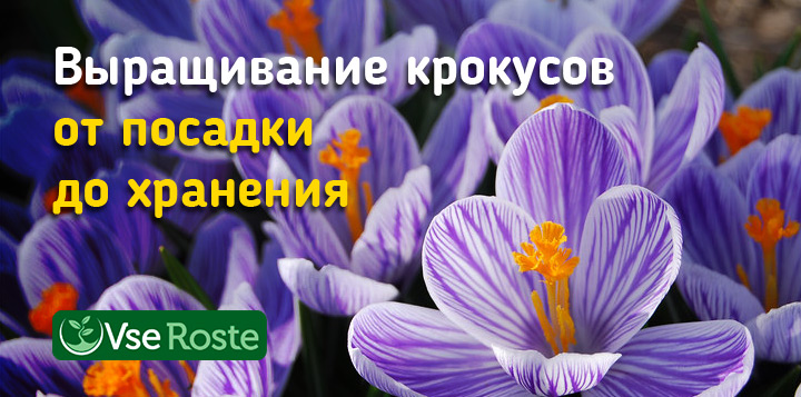 Выращивание крокусов от посадки до хранения