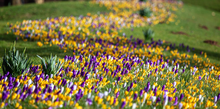 Крокусы выгодно смотрятся в массовых посадках