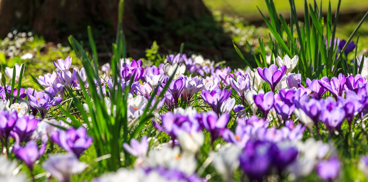 Посадите крокусы под деревьями