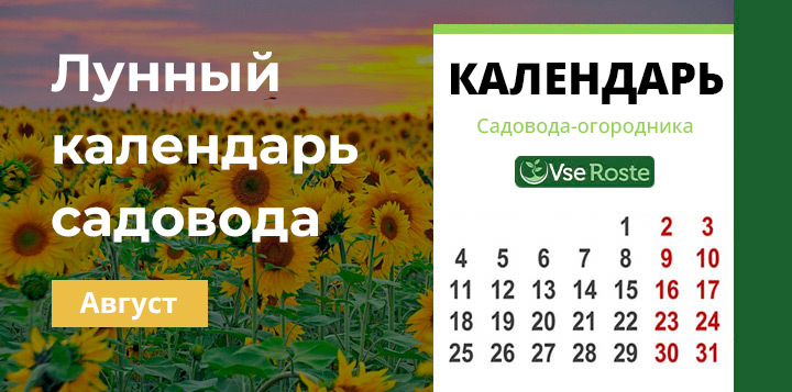 Лунный календарь садовода на август 2022 года.