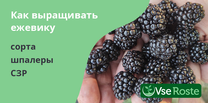Выращивание ежевики