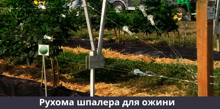 Вирощування ожини на складаній шпалері