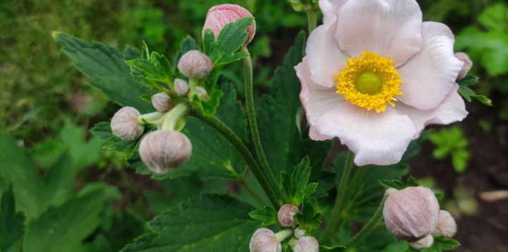 Анемон фото