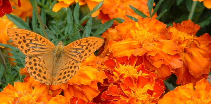 Чорнобривці фото