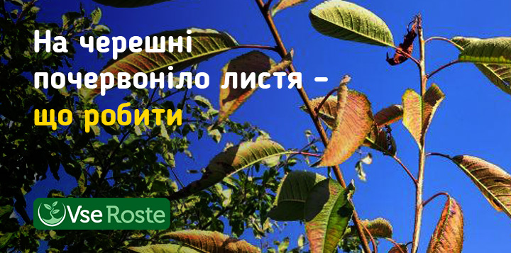 На черешні почервоніло листя – що робити