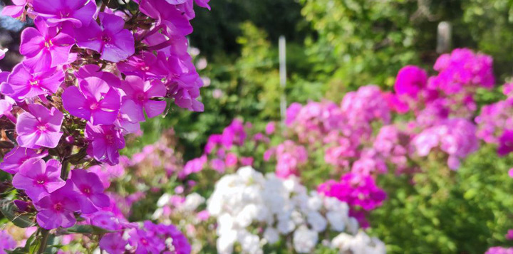 Флокси фото