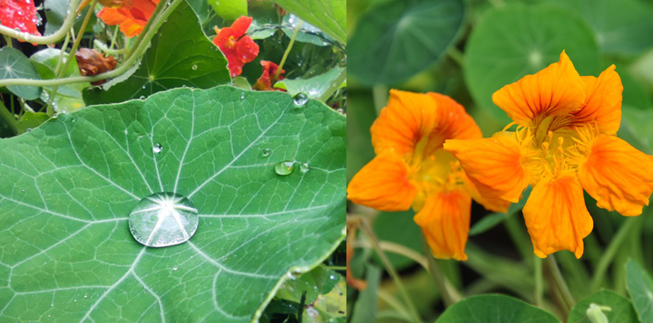 Красоля фото