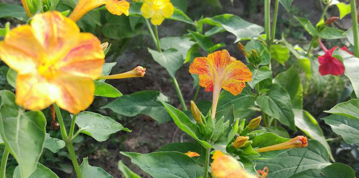 Мірабіліс фото