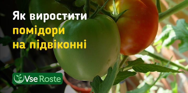 Як виростити помідори на підвіконні