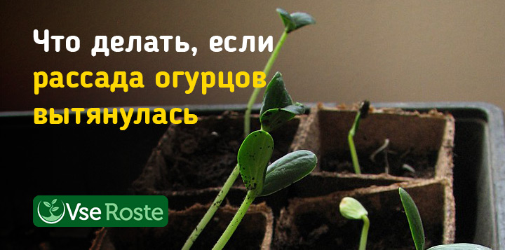 Что делать, если рассада огурцов вытянулась