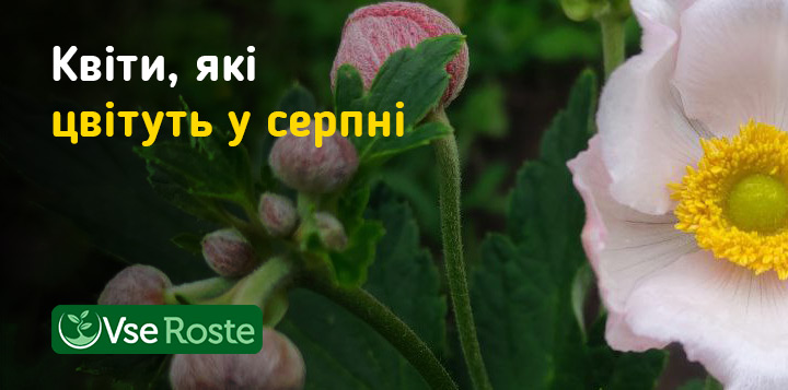 Квіти, які цвітуть у серпні