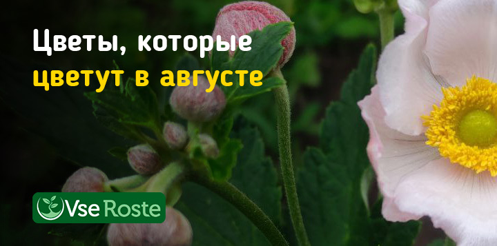 Цветы, которые цветут в августе