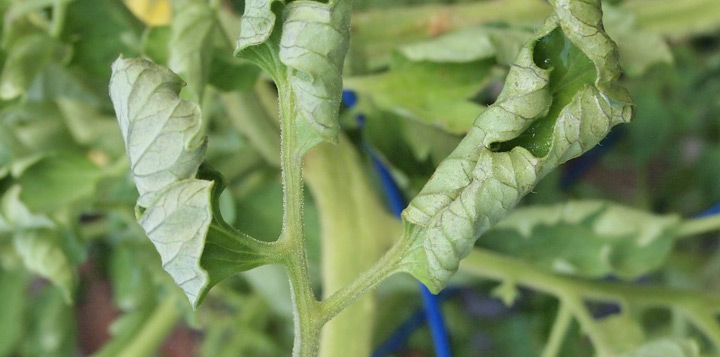 на розсаді томатів скручується листя