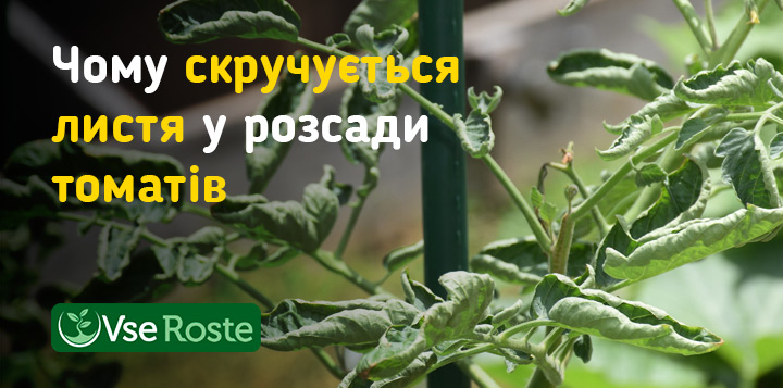 Чому скручується листя у розсади томатів