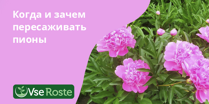 Когда и зачем пересаживать пионы