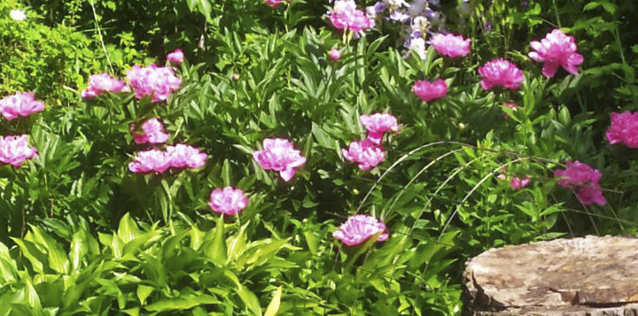 Півонії не люблять рости в тіні