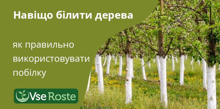 Зачем белить деревья и как правильно использовать побелку