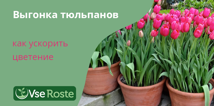 Выгонка тюльпанов