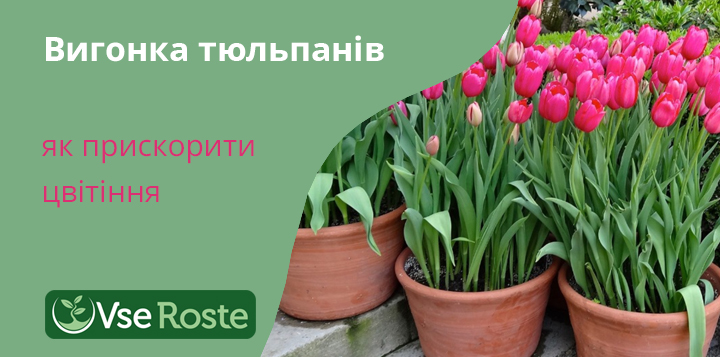 Вигонка тюльпанів