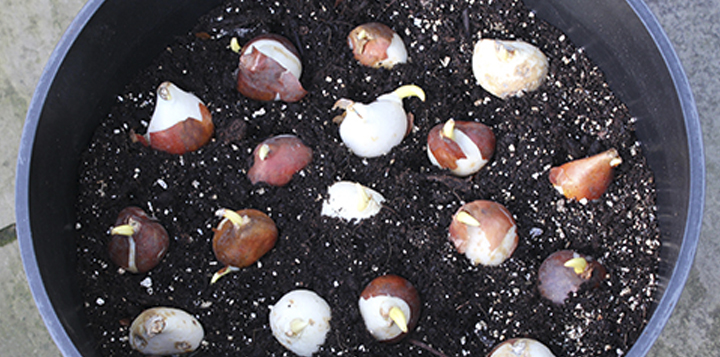 Выгонка тюльпанов