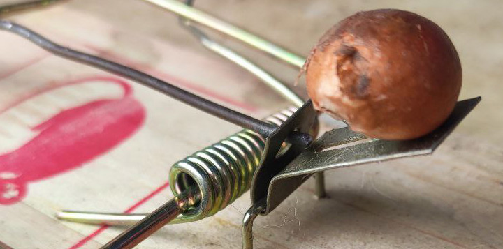 Захист тюльпанів від мишей