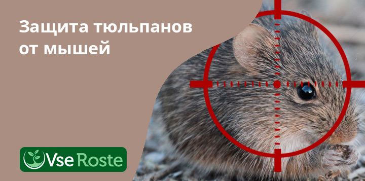 Защита тюльпанов от мышей