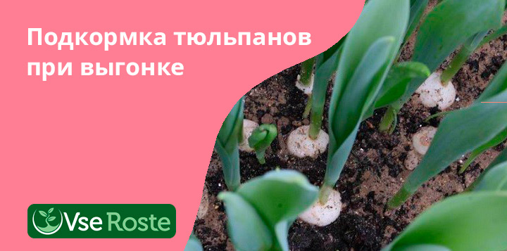 Подкормка тюльпанов при выгонке