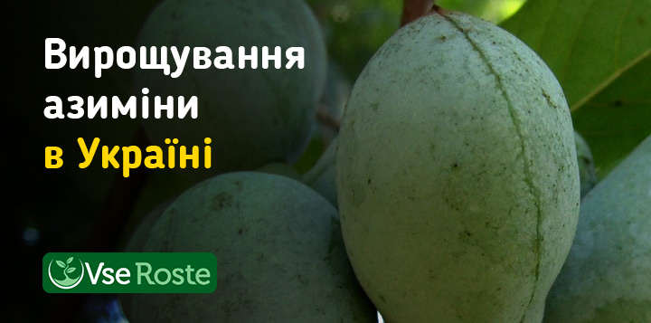 Вирощування азиміни в Україні