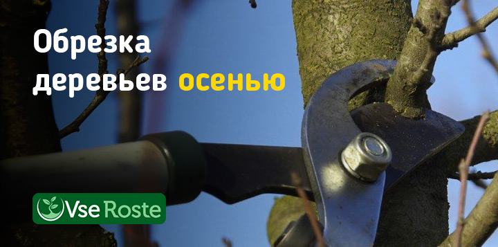 Обрезка деревьев осенью