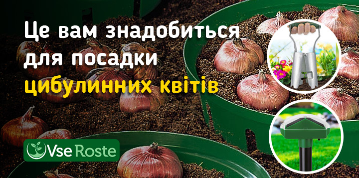 Це вам знадобиться для посадки цибулинних квітів