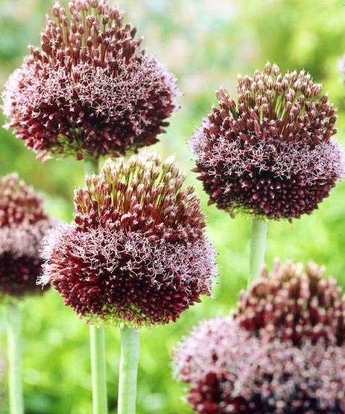 Аллиум Форлок