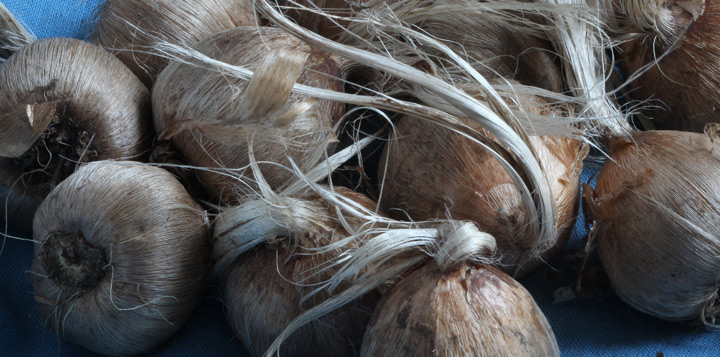 Лучше всего выбирать луковицы шафрана от 8 см в окружности