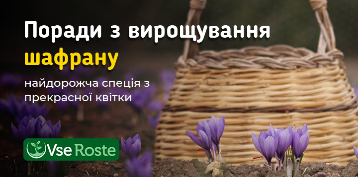 Поради з вирощування шафрану – найдорожча спеція з прекрасної квітки