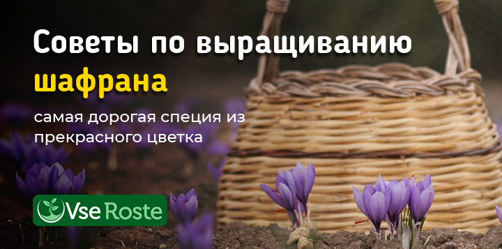 Советы по выращиванию шафрана 