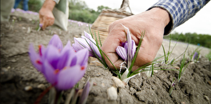 Собирать шафран лучше в первый или второй день цветения, утром