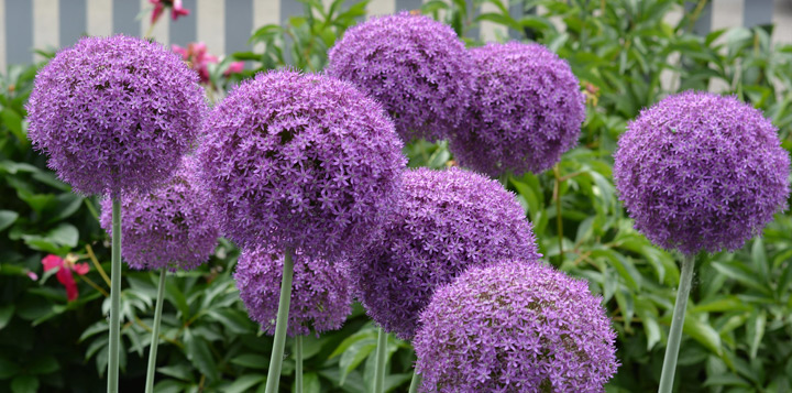 Аллиум прекрасно смотрится в групповых посадках