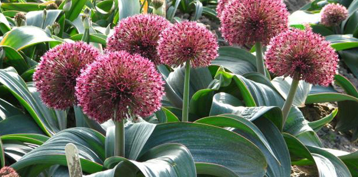 Аллиум Каратавский - прекрасное решение для низких цветочных бордюров 