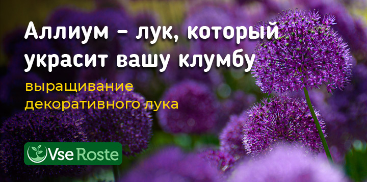Аллиум – лук, который украсит вашу клумбу: выращивание декоративного лука