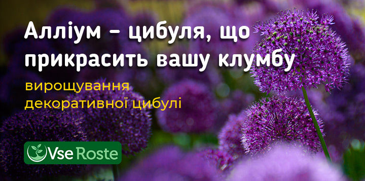 Алліум – цибуля, що прикрасить вашу грядку: вирощування декоративної цибулі