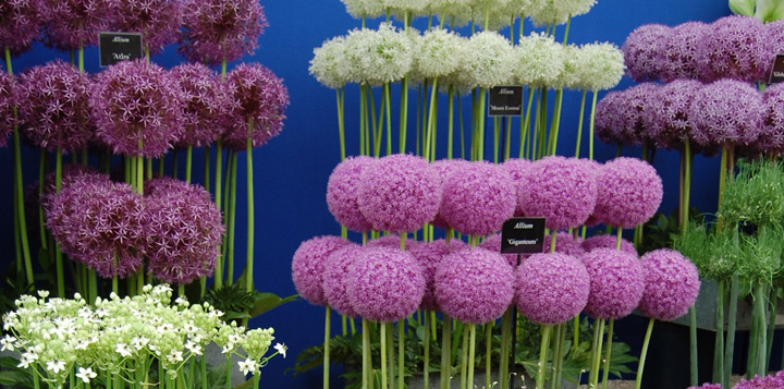 Існують десятки сортів алліуму, різноманітних за висотою, формою суцвіття, кольором