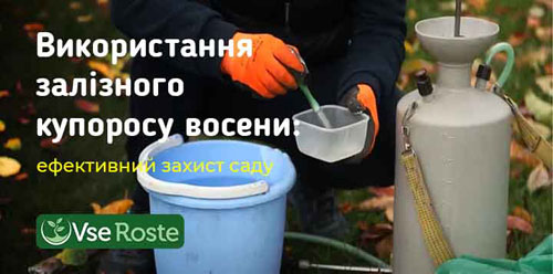 Використання залізного купоросу восени: ефективний захист саду