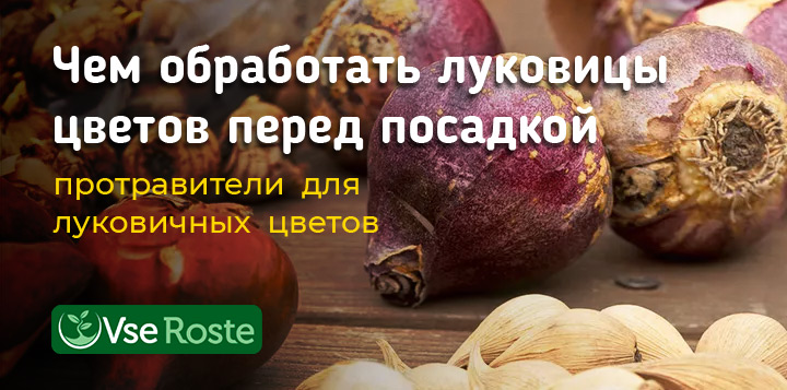 Чем обработать луковицы цветов перед посадкой: протравители для луковичных цветов