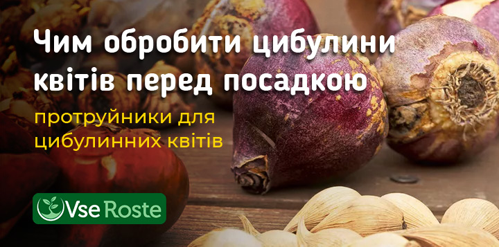 Чим обробити цибулини квітів перед посадкою: протруйники для цибулинних квітів